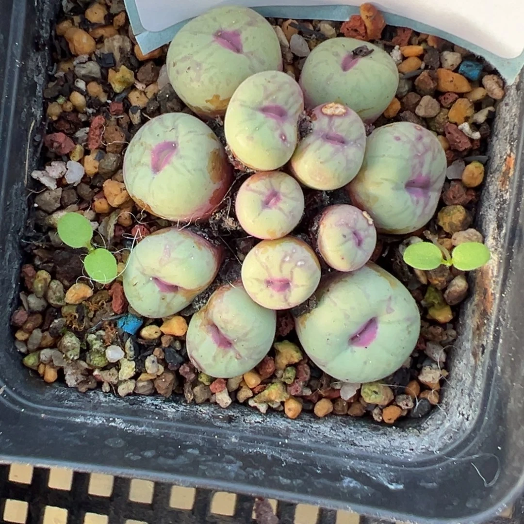 23-168肉锥多肉植物