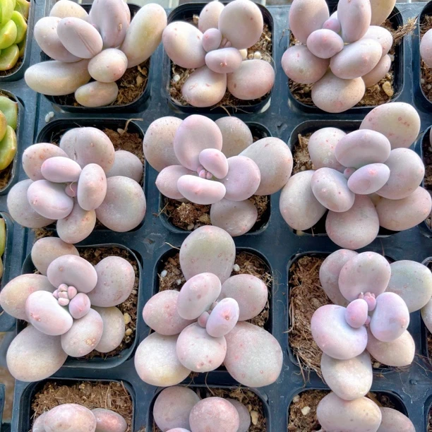 汤圆多肉植物稀有品种好养室内绿植盆栽花卉