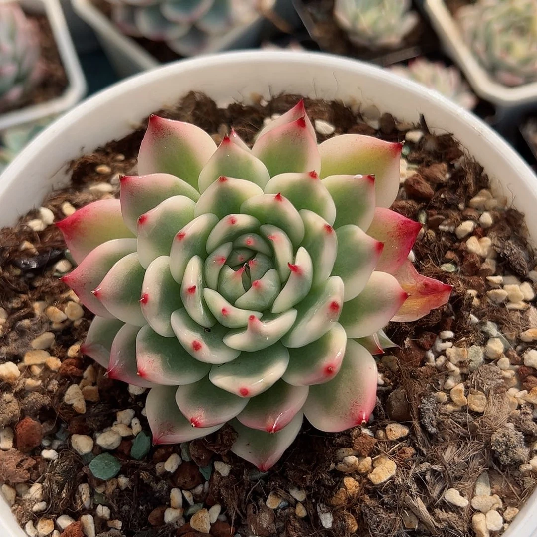 吉娃娃锦，覆轮锦加两覆轮锦侧头