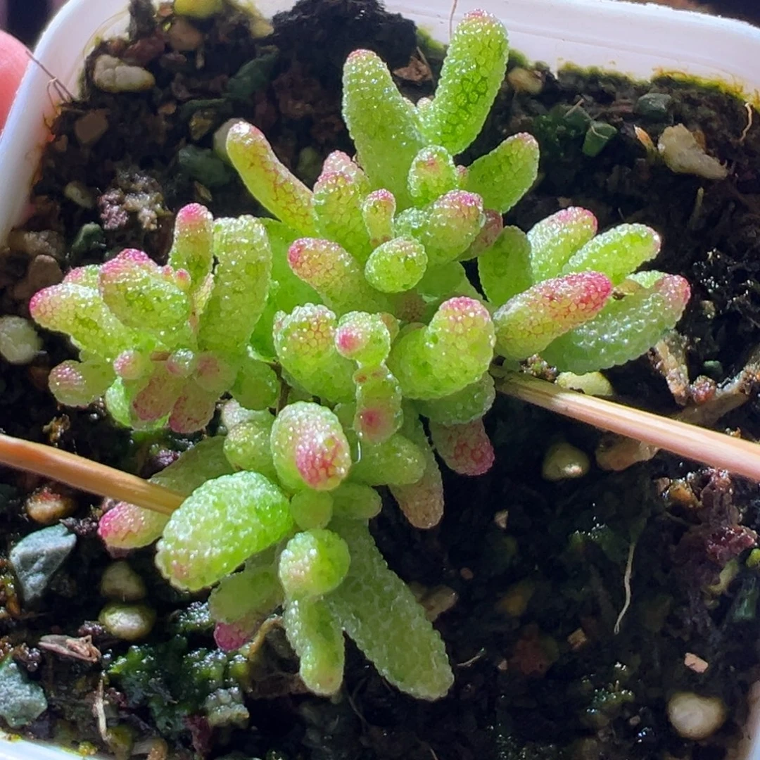 459花斑露一物一拍带盆土发货