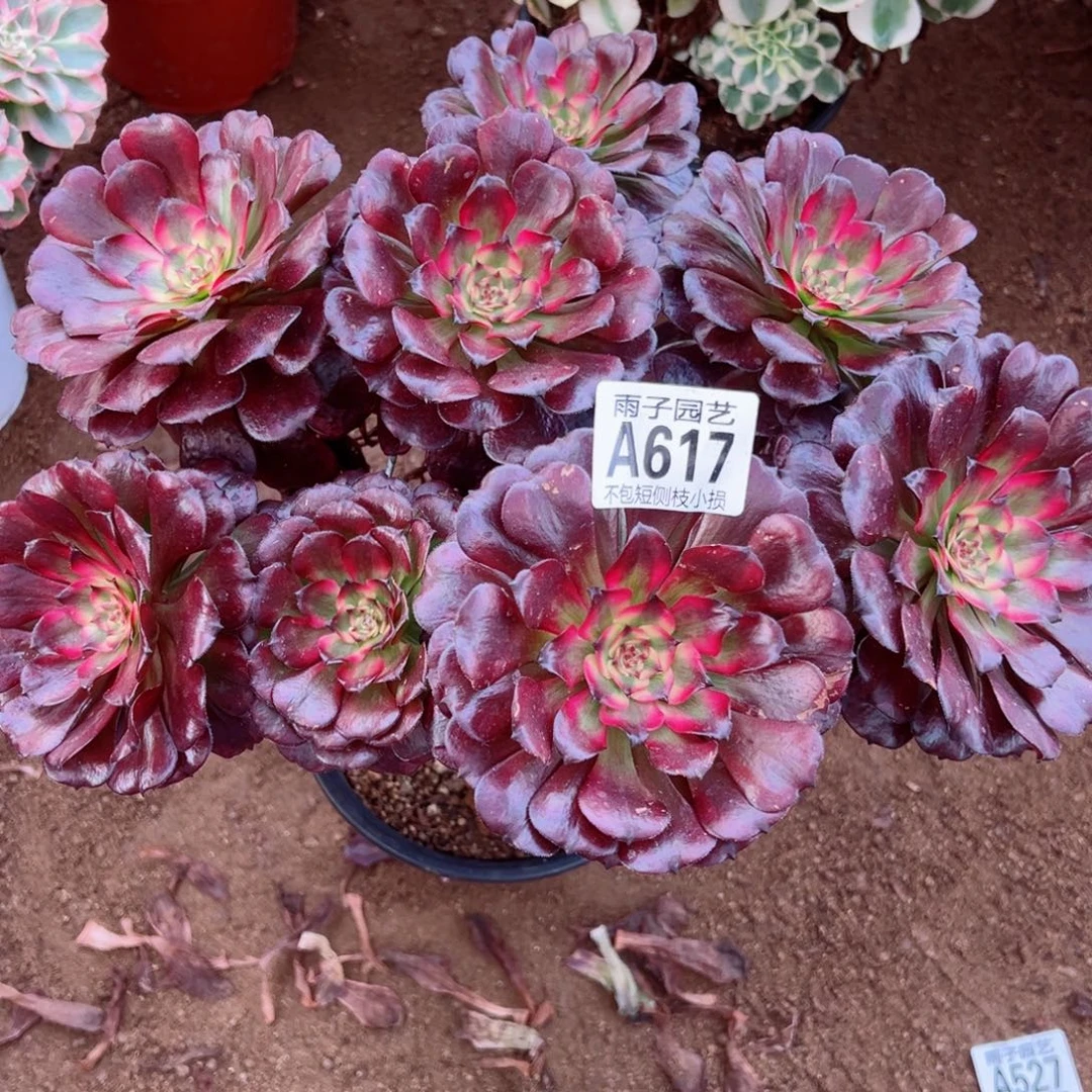 617美姬尺寸25左右