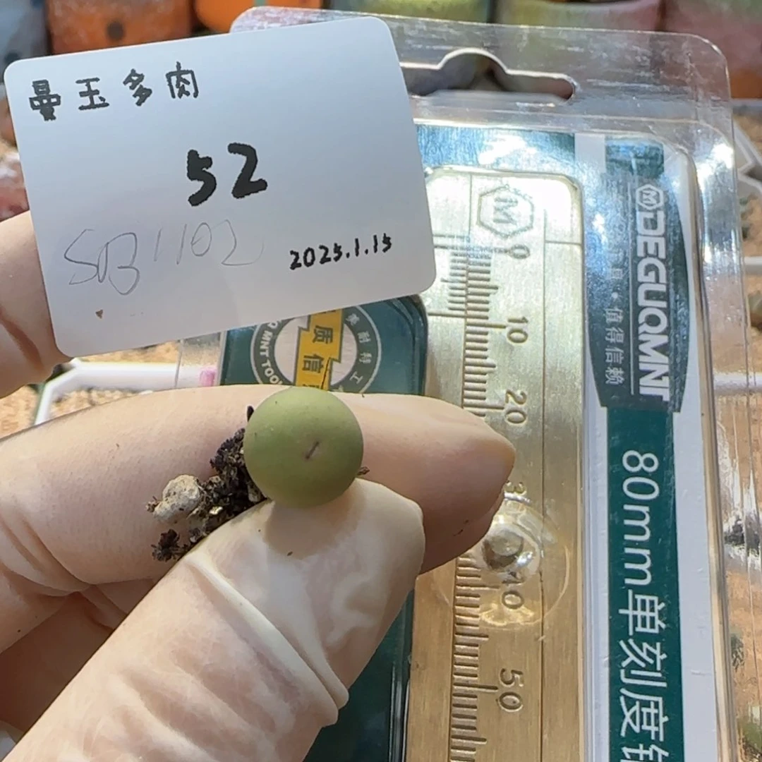 8****方多肉多肉多肉1.15-052