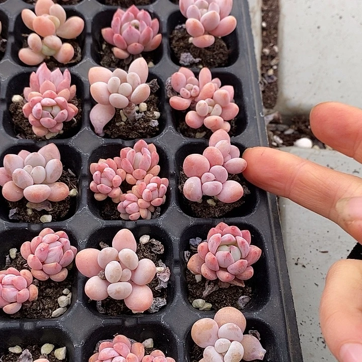 25 多肉植物盆栽花卉