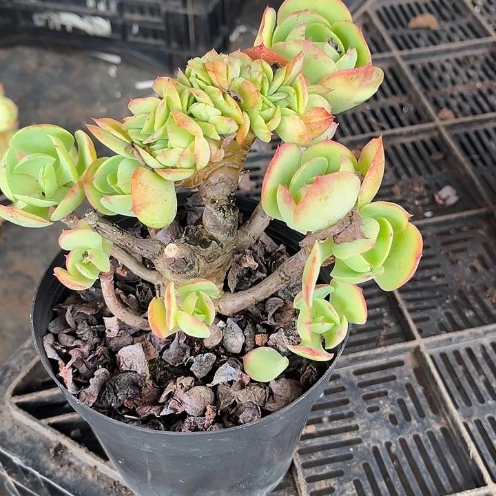 尘***碧桃缀32号28多肉植物