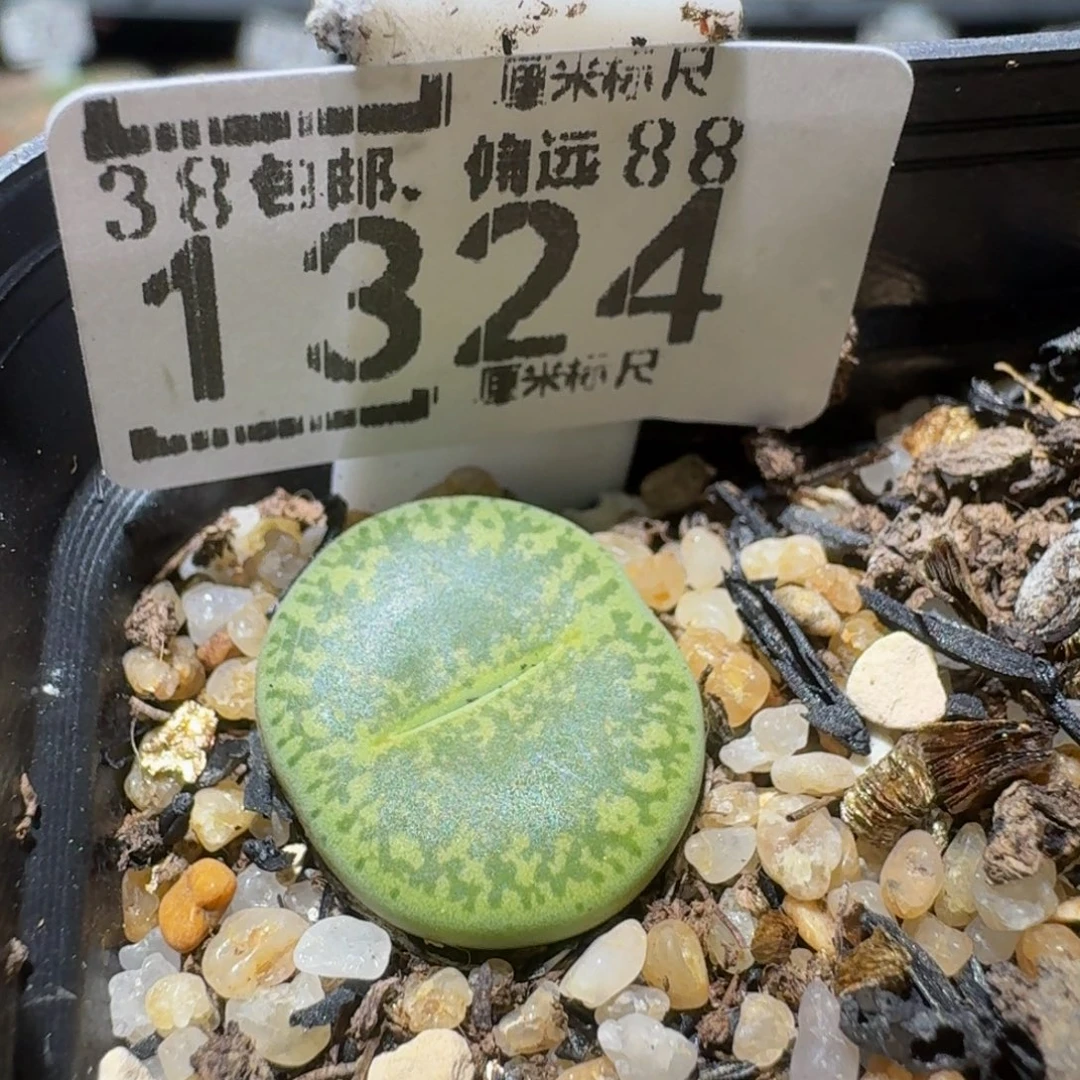 Sssss精品生石花1324
