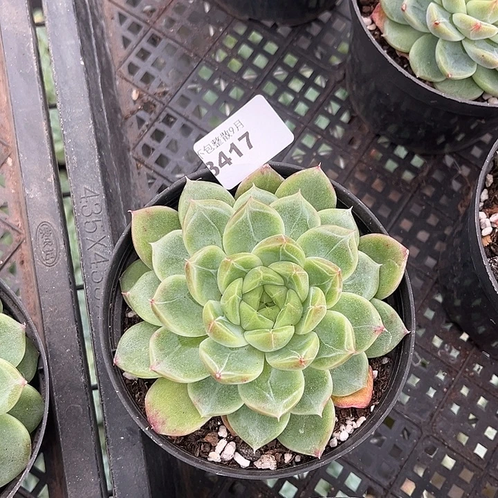 阿雅园艺。      3417钻石珍妮