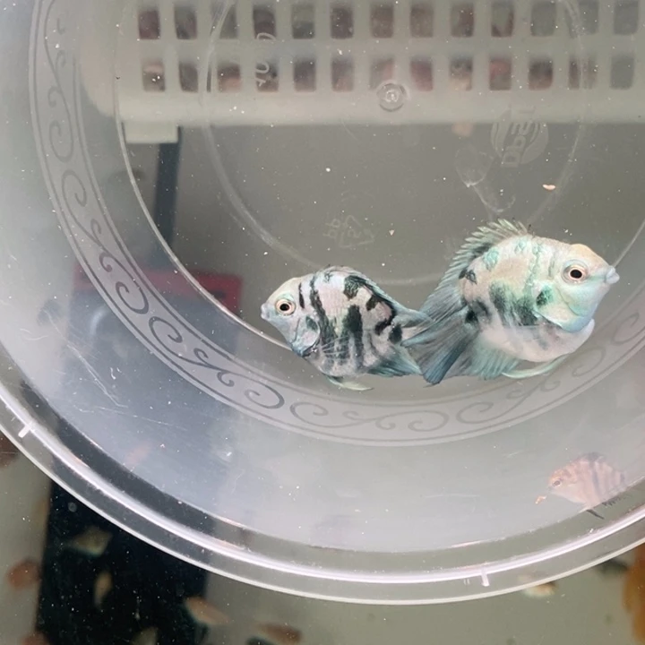 鹦鹉鱼宝蓝黑尾公鱼