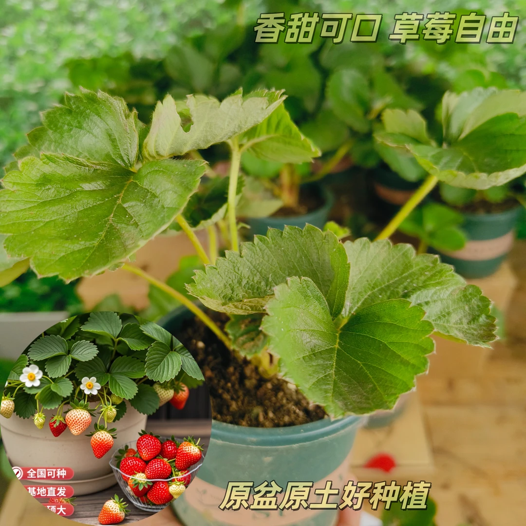 草莓秧苗盆栽室内阳台庭院露天种植红颜章姬奶油香野久香带盆带土