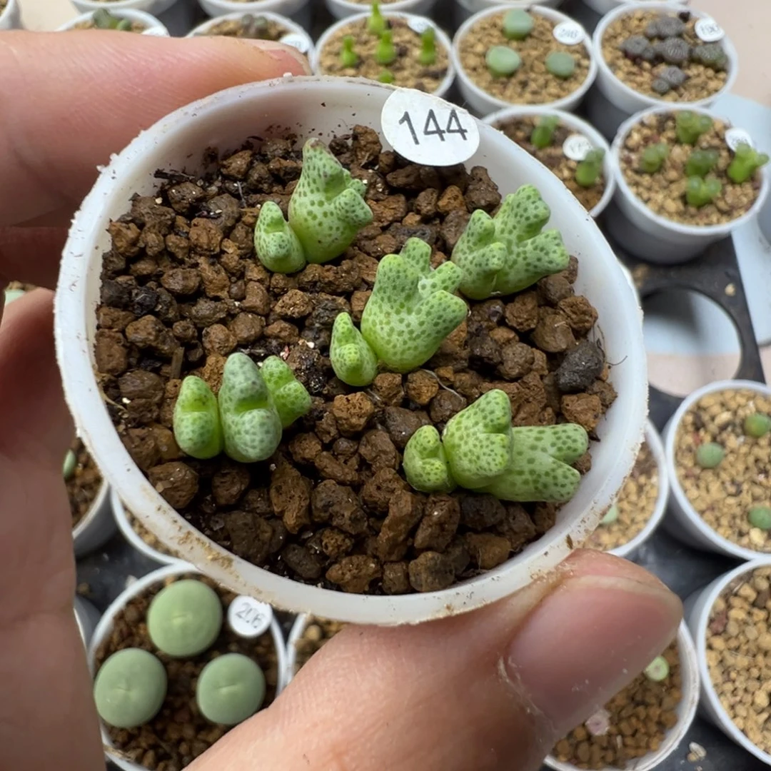 鹿角斑马一颗脱土1440000