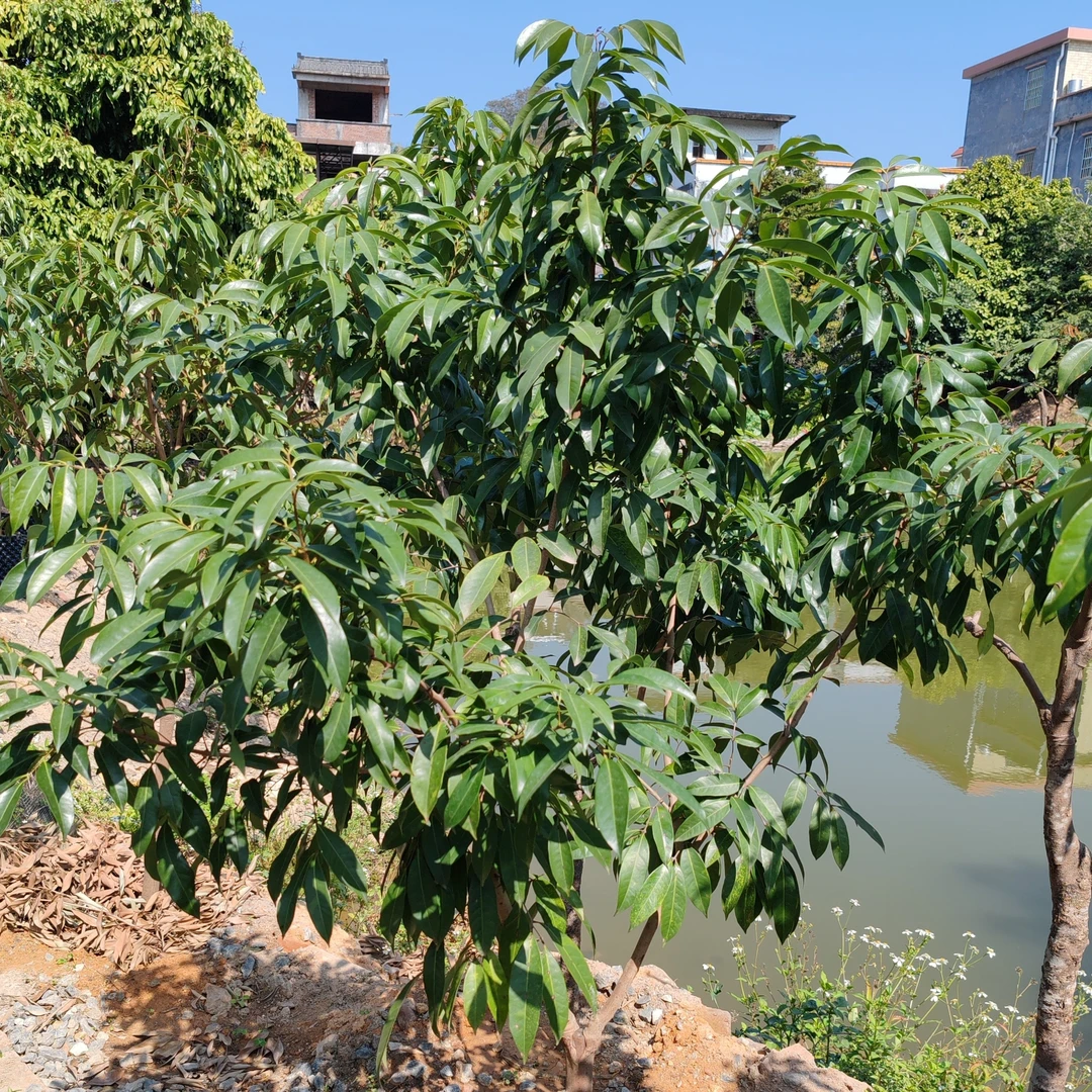 【东荔王】北园挂绿嫁接苗盆栽2号3-5公分包邮