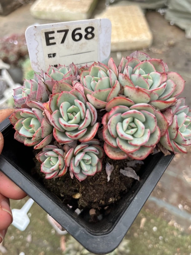 奶油黄桃多肉一物一拍768