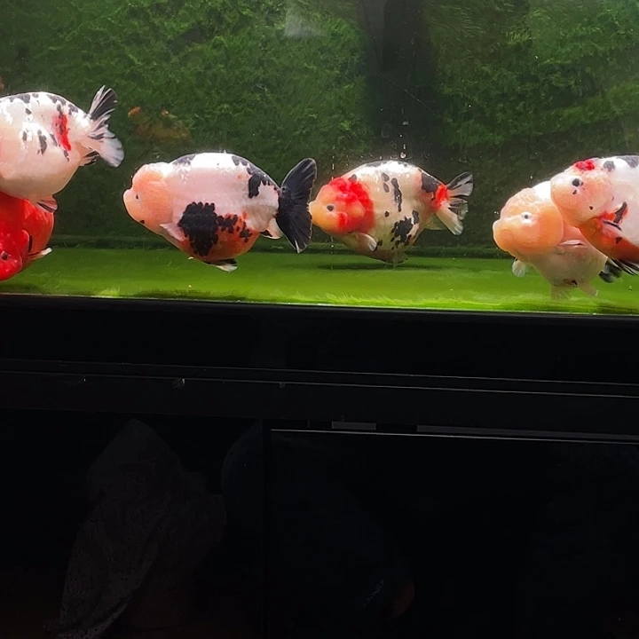 新年快乐，万事如意