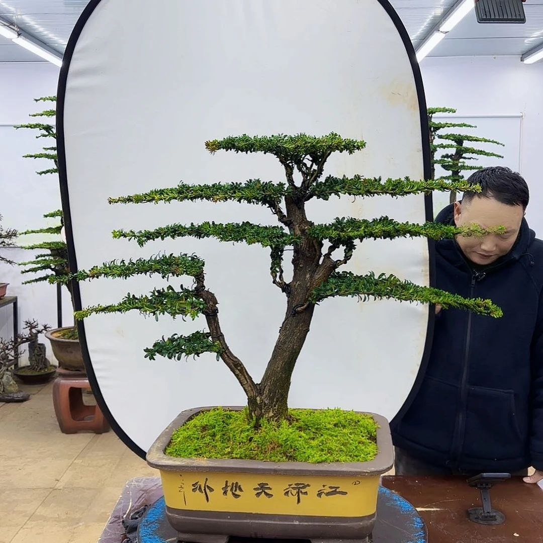 盆景欢迎大家一起来捡漏