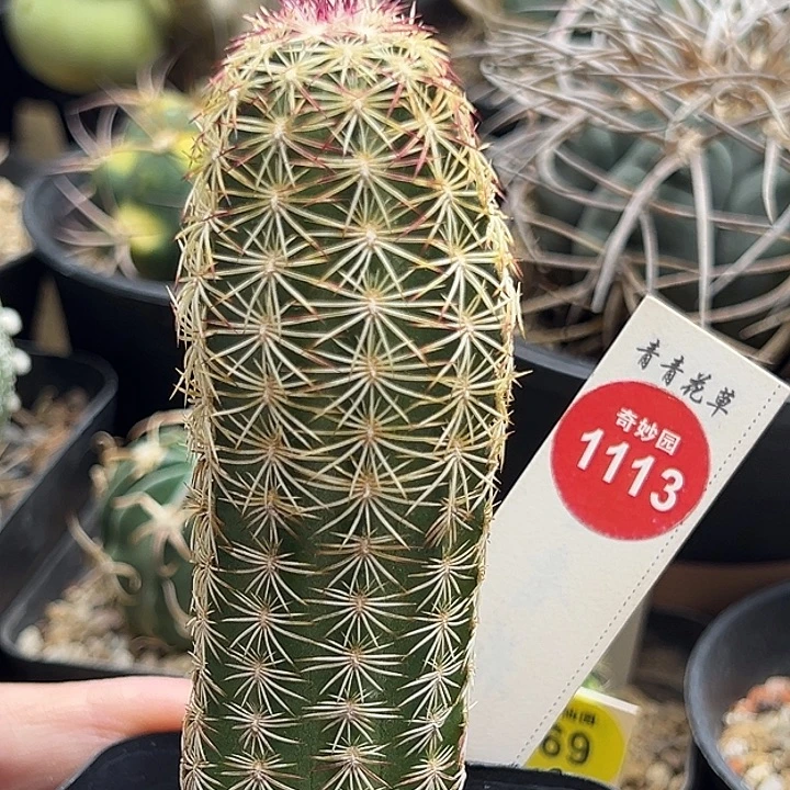 实生青花虾一棵仙人球