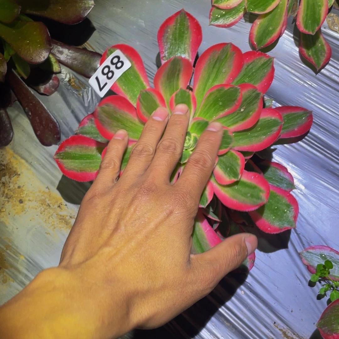 花样年华多肉植物887