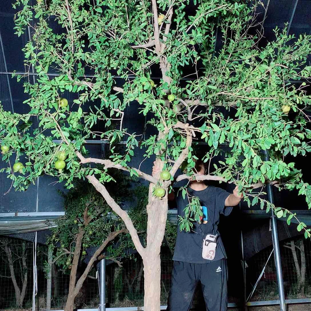 突尼斯软籽石榴树