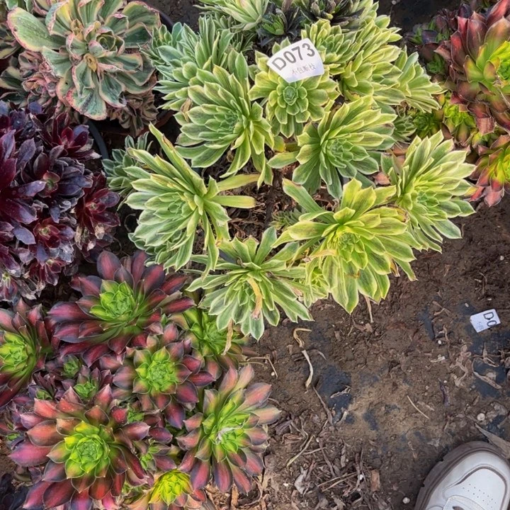 哒***.073碧浪多肉法师不包断枝