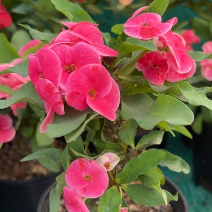 泰品扦插一物一拍