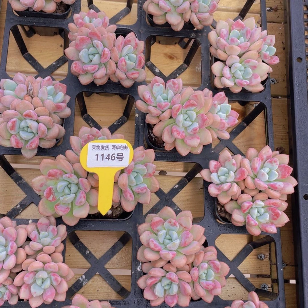 1146号 白鹭花斑鹭老桩群生一个