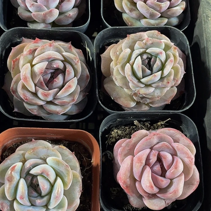 大冰魄2.8带盆土发