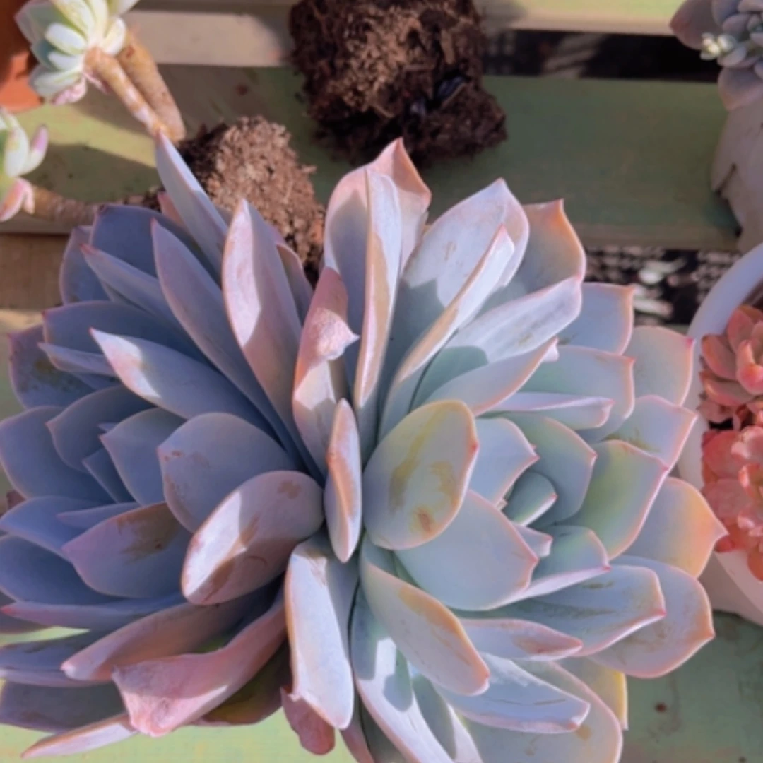 【闪购商品】白莲19217