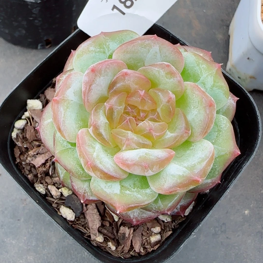 孤品，1824多肉植物