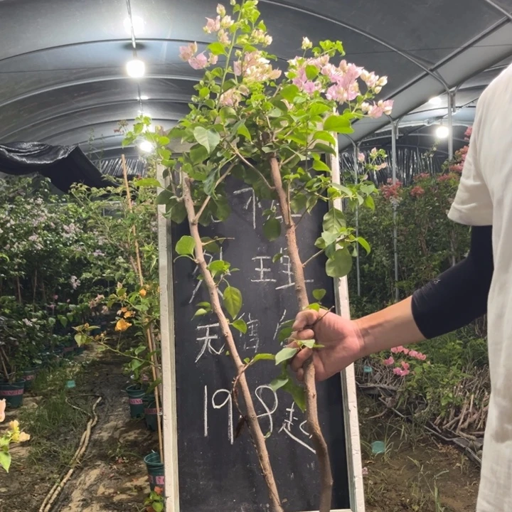 无花朵三角梅三角梅847