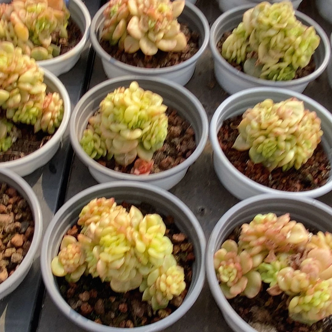 金汇园艺，腊牡丹锦