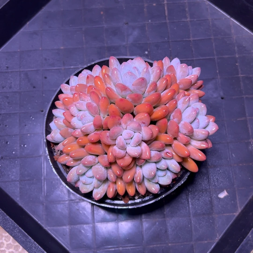 香水群多肉植物29.8