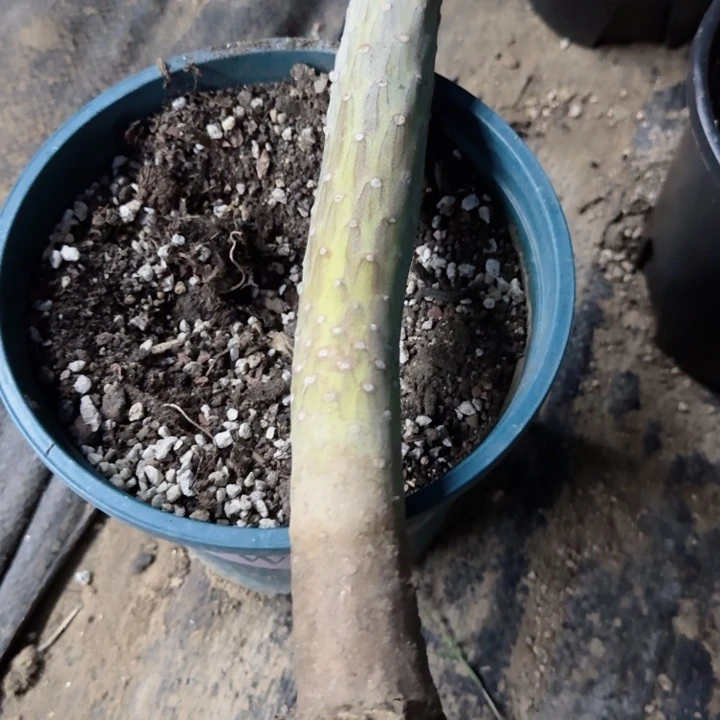 一****完全开放天龙树一颗发货1