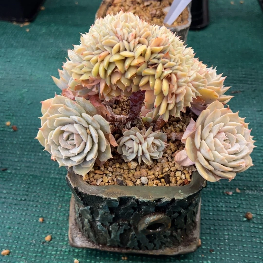 雪域兰巴黎缀化，，，，，，，，，，，，，