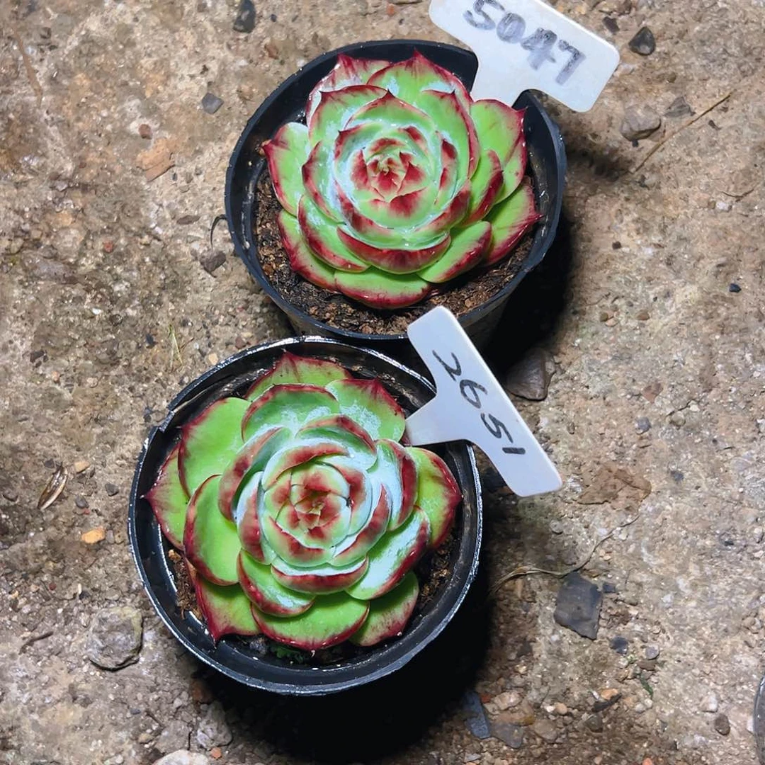 惊鸿仙子5047.2651号