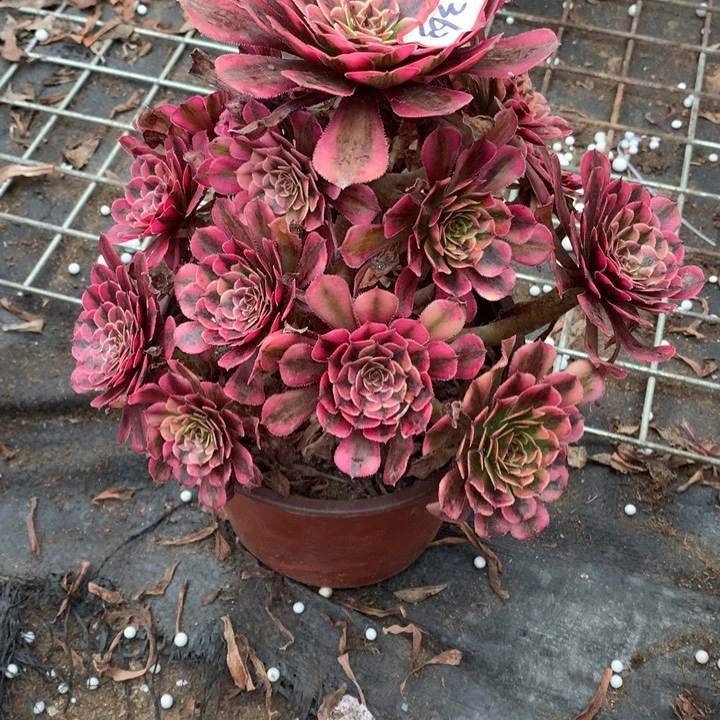 坏***姐不包损363号白月光老桩