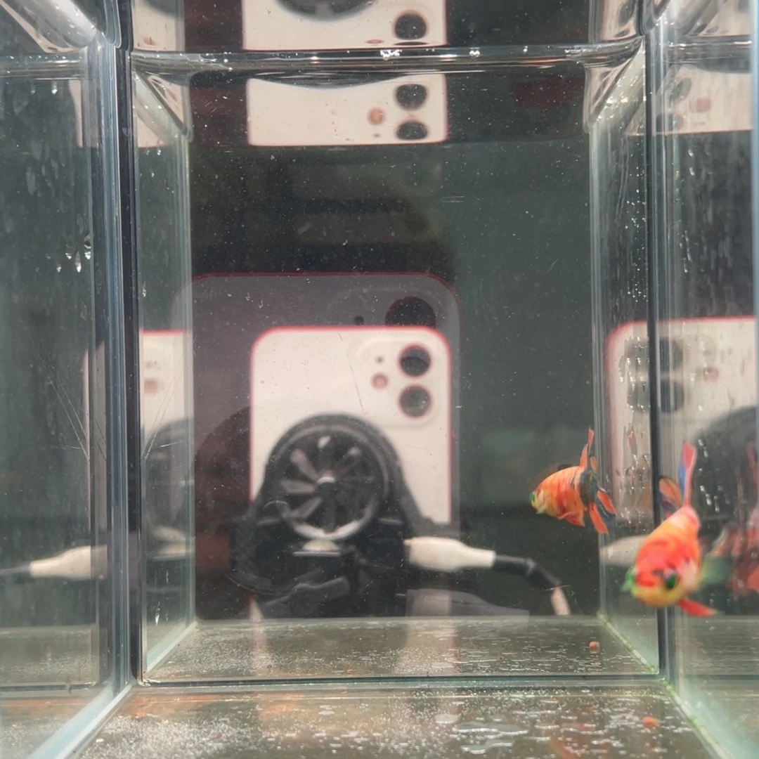 斗鱼印尼精品斗鱼133