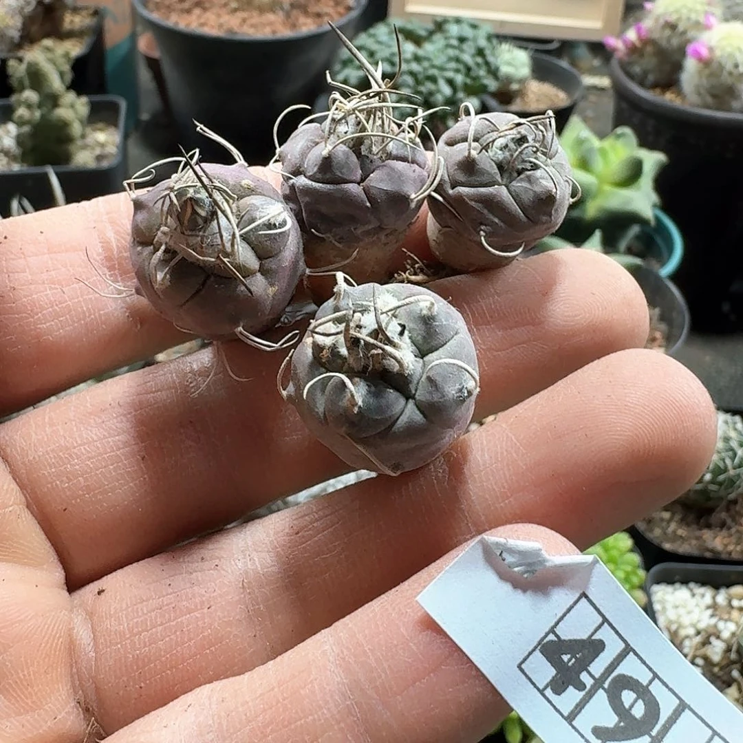 494乌丸脱土发货一个随机