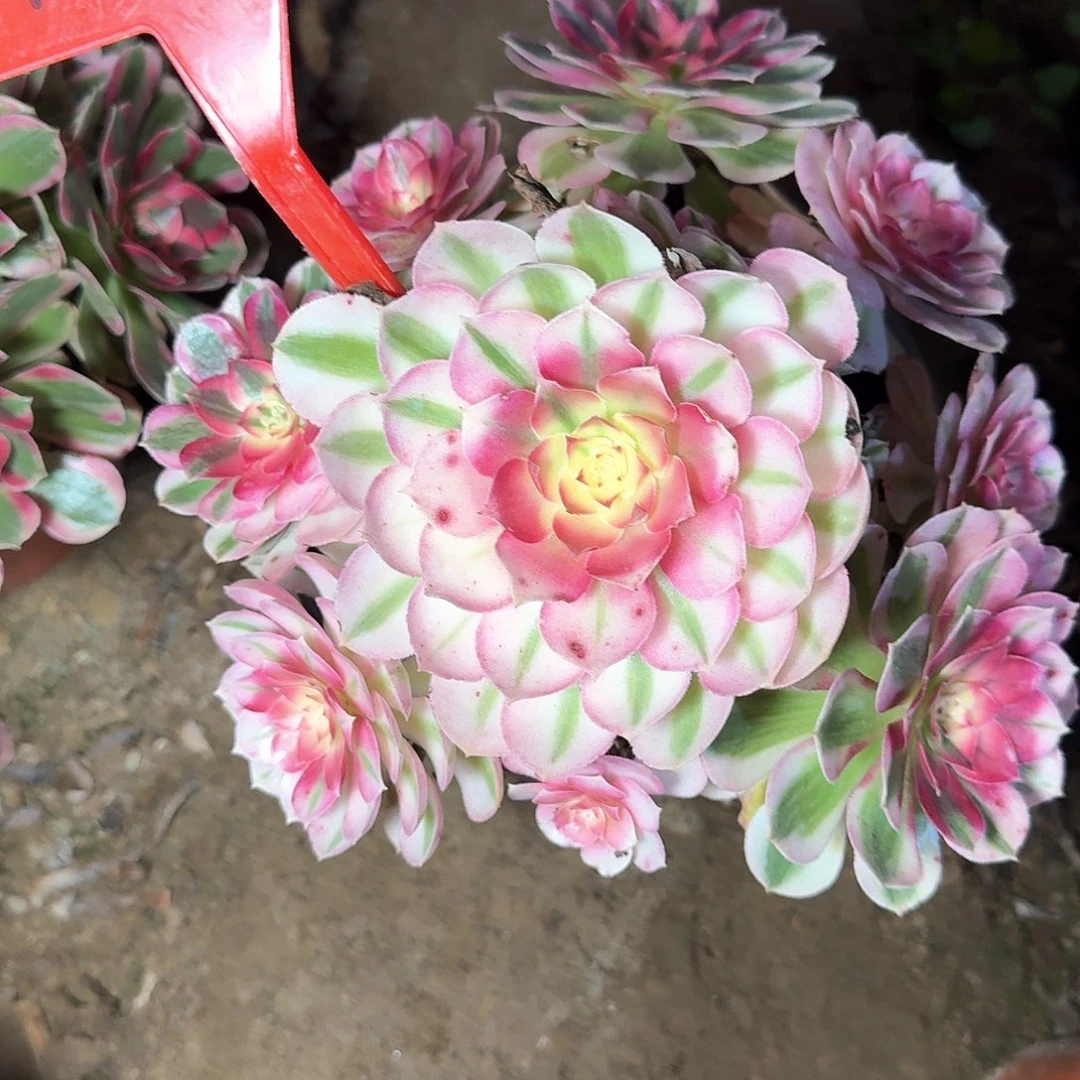 4-833倾城多肉法师