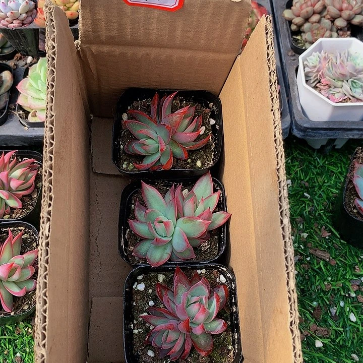 A120惊鸿仙子多肉