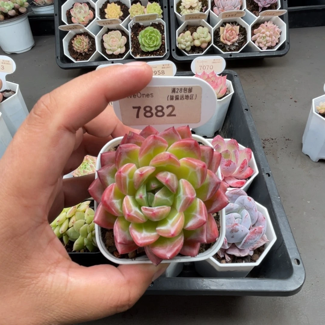 7882新品推荐5.0厘米