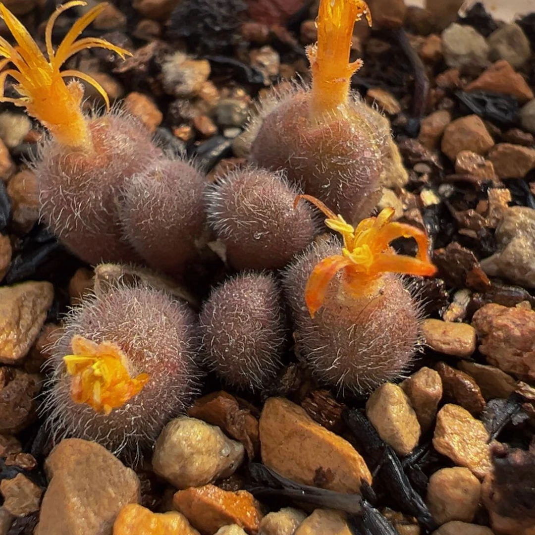 652多肉植物种养植物