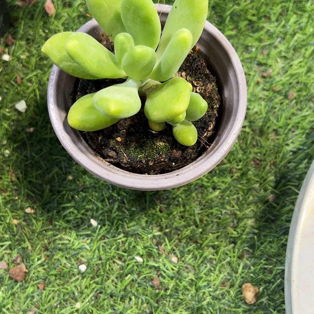 芒果奶2头多肉植物