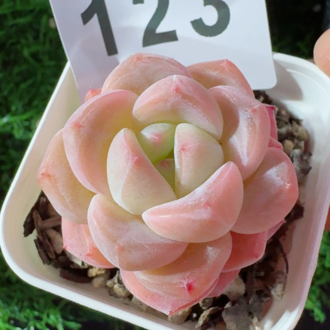 刚毅         精品多肉