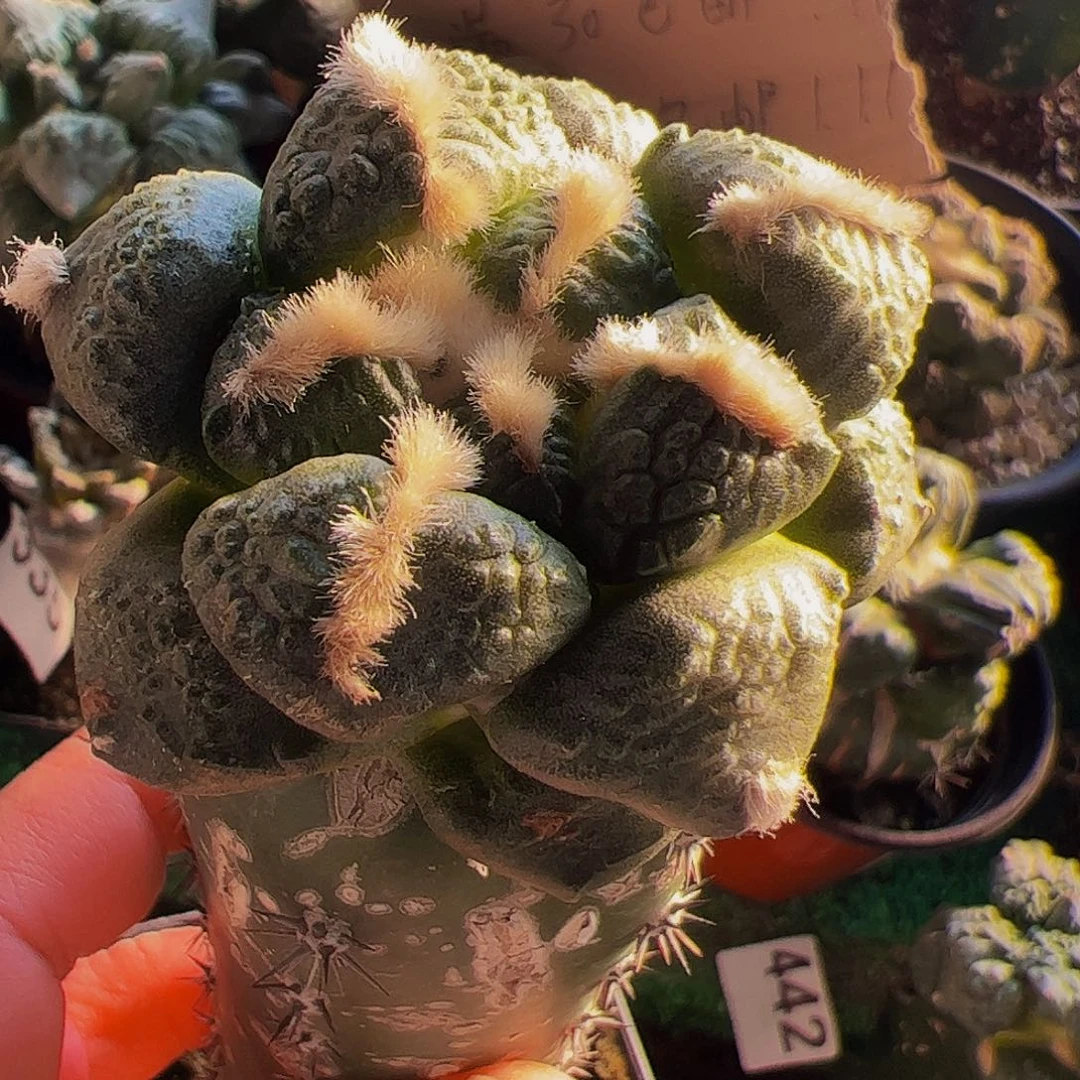 无花朵大尤型连山牡丹528