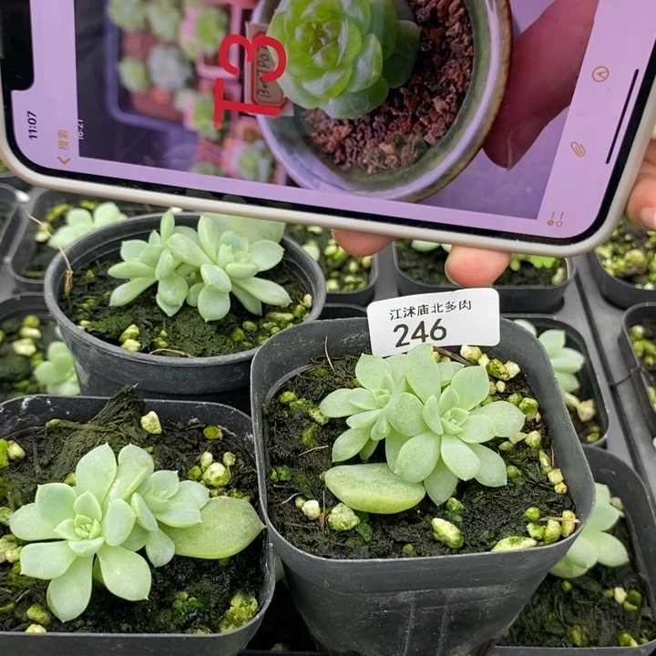 标246甜心t3一个多肉量拍