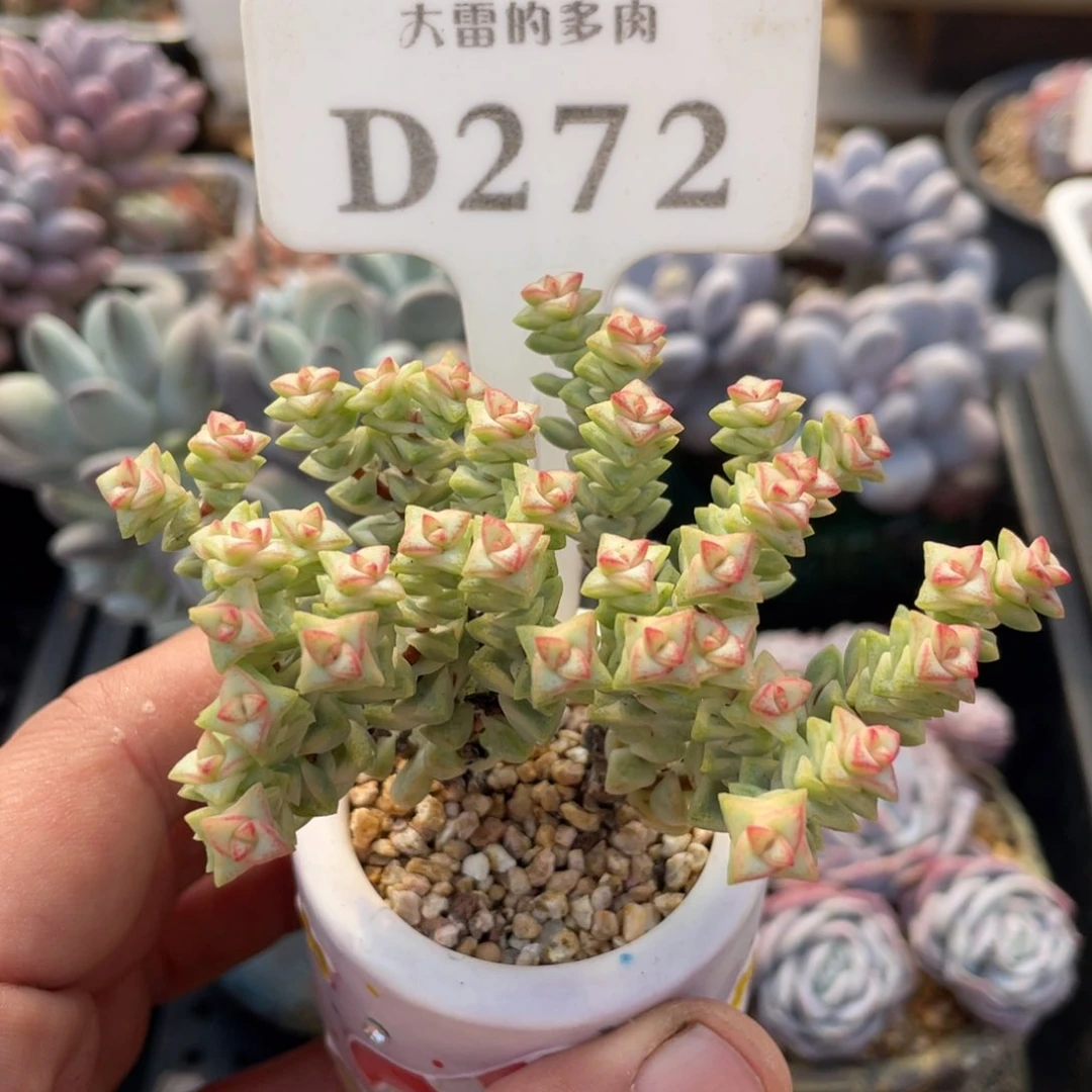 272彩色蜡笔不带盆9厘米