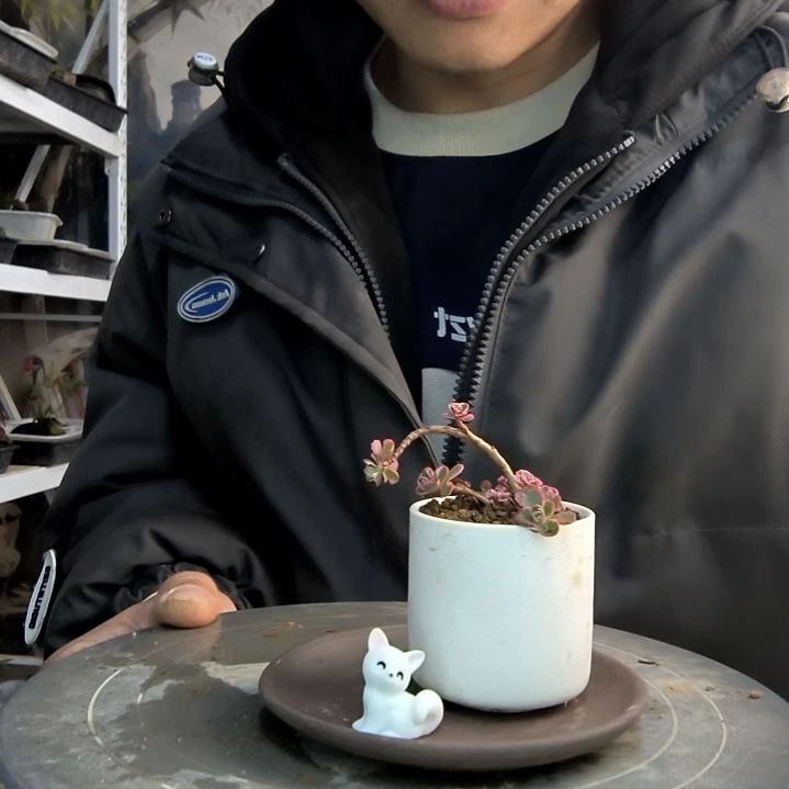 蜜****?小盆景小植物一物一拍48