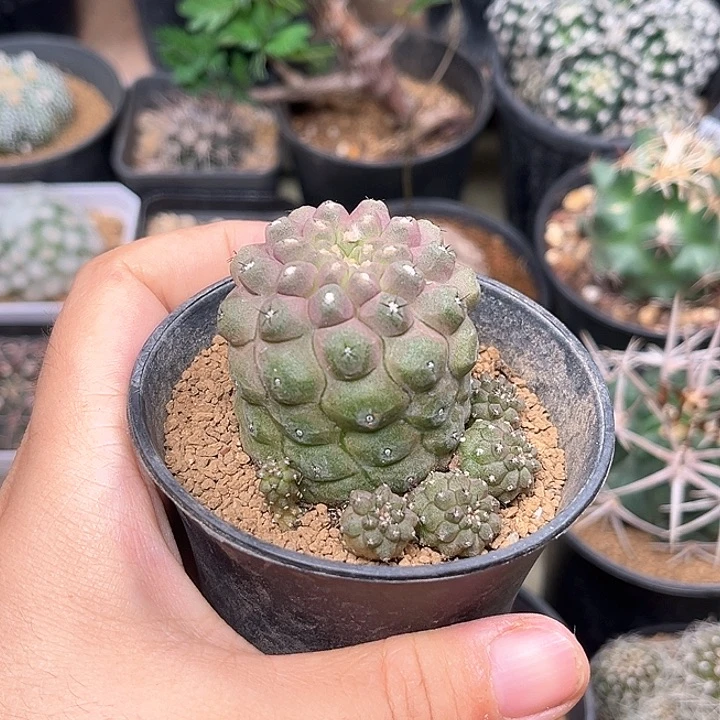 无花朵蜥蜴皮群一颗