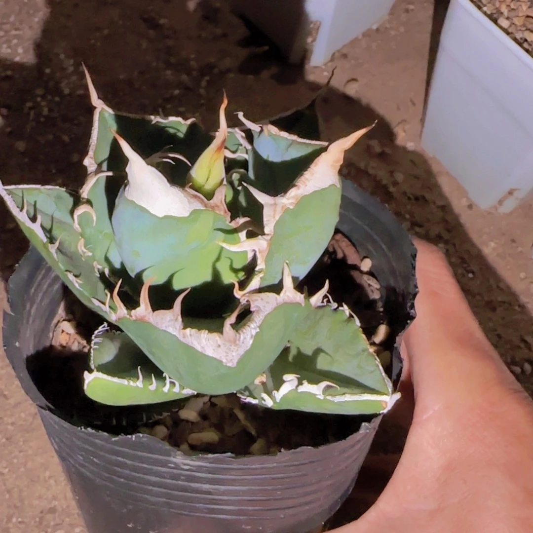 块根植物块根植物