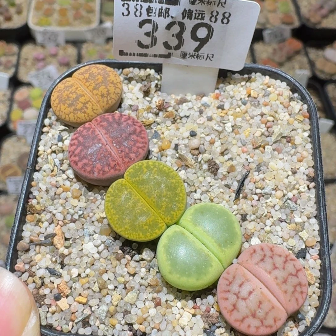 Ssss精品生石花339