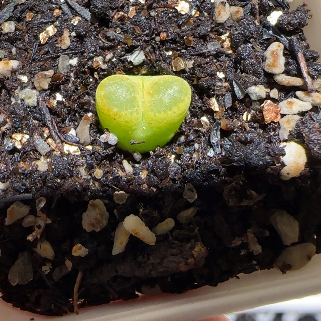 肉锥多肉植物百科-碧眼磁铁113