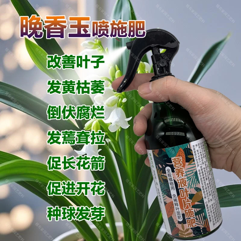 晚香玉专用肥料花苗种球种植营养液长花箭开花肥种球发芽叶面肥料